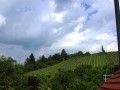 21-Terrassensicht-Weinberge-II